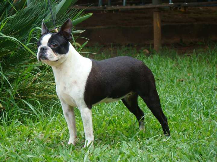 CARAMURU SADIE J PASSARELLI | Boston Terrier 
