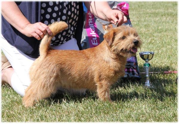 Jaeva Credit Crunch | Norfolk Terrier 