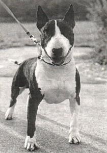 honeylon jolly swagman | Bull Terrier 