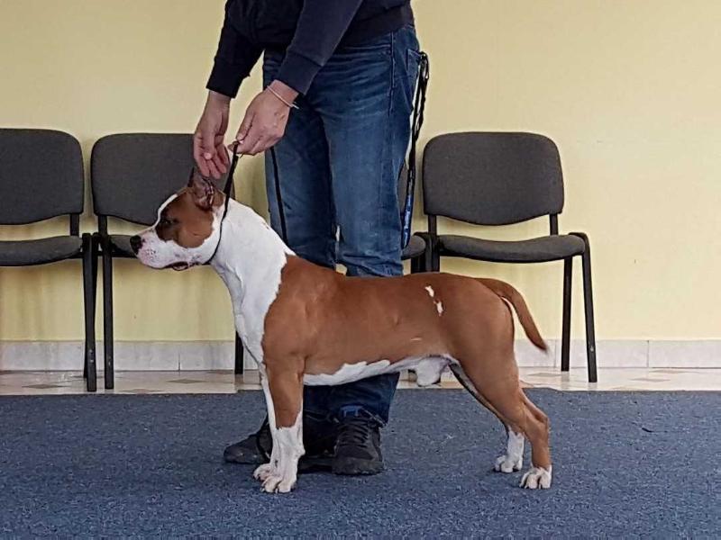Joker Spirit of Fianna Team | American Staffordshire Terrier 