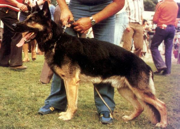 Barry von der Stiftstraße | German Shepherd Dog 