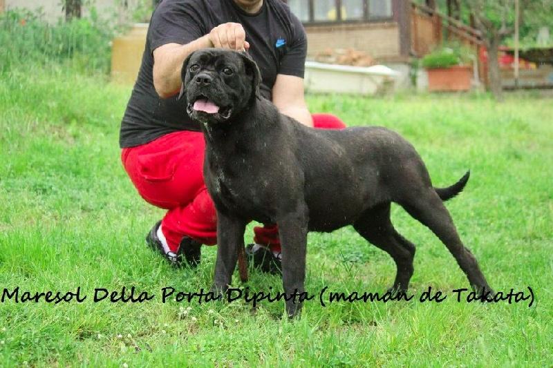 MARESOL DELLA PORTA DIPINTA | Cane Corso 