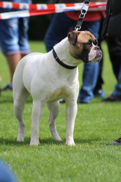 Ladybulls Lady Destiny | American Bulldog 