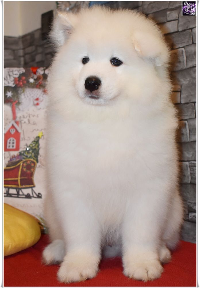 Don Juan Rock-Party of White Siberiansuny | Samoyed 