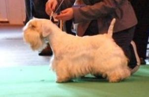 Grandguignol Galileo | Sealyham Terrier 