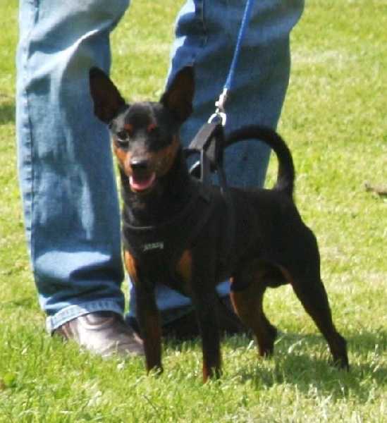 Sangre Caliente Maestro | Miniature Pinscher 