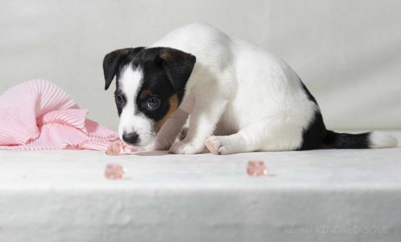 Kindred Soul Cannot Be Without You | Jack Russell Terrier 