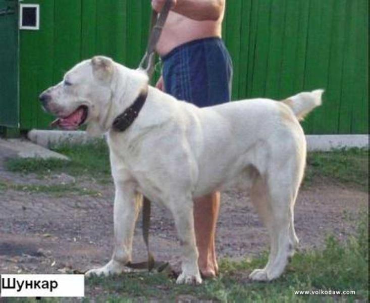 Shunkar Kalashnuk | Central Asian Shepherd Dog 