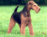 Shaireab's On Your Honor | Welsh Terrier 