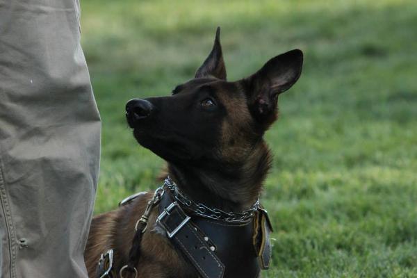 Horton Herran (Hart) | Belgian Malinois 