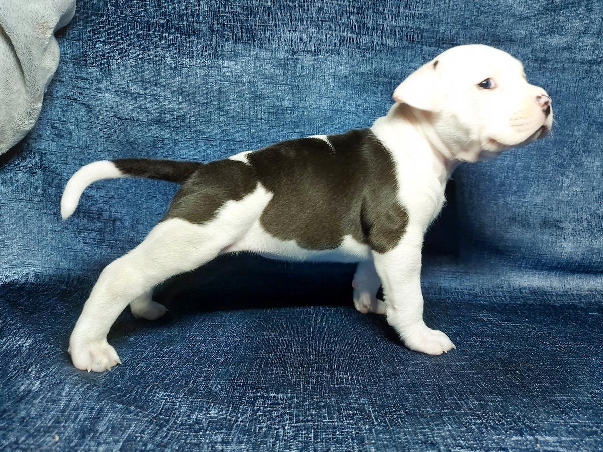 Angelic Beauty of Heaven | American Staffordshire Terrier 