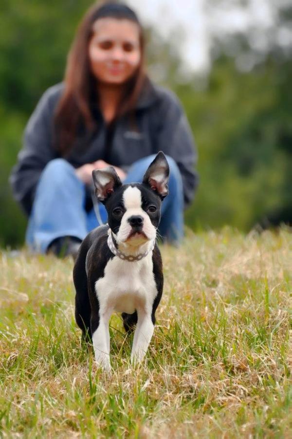 Lexie | Boston Terrier 