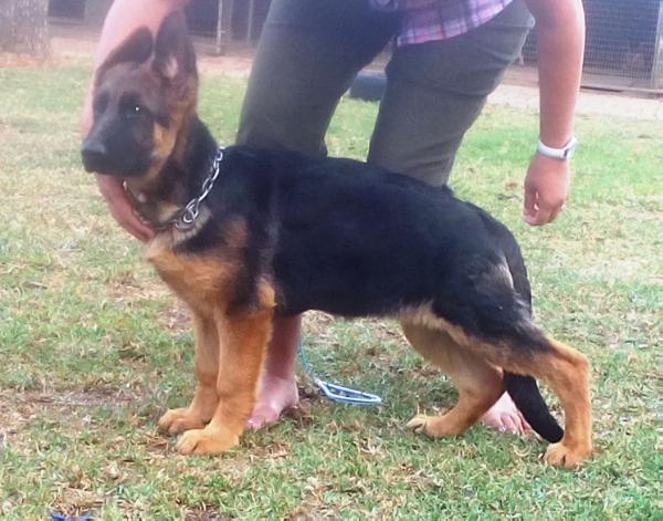 Croc Von Zanmarheim | German Shepherd Dog 