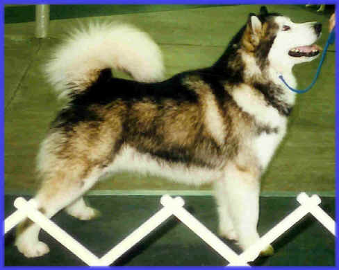 Staghorn'S Little Pistol | Alaskan Malamute 