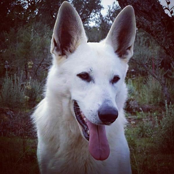 Naomi de Conkistadores del Azahar | White Swiss Shepherd Dog 