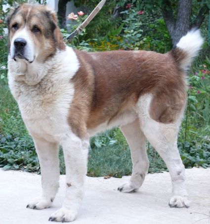 Cham Borey Kashan-it | Central Asian Shepherd Dog 