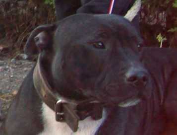 Holly of Rambostaff | Staffordshire Bull Terrier 