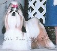 Fuzbud's Daisy May Dancer | Shih Tzu 