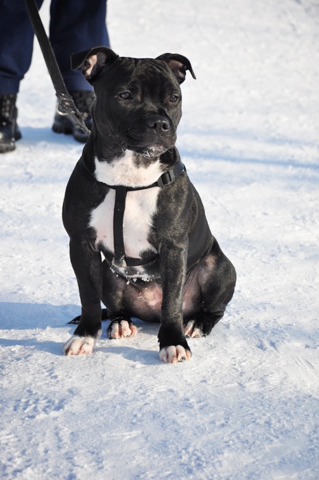 Amira Zaina Shan-Staff | Staffordshire Bull Terrier 