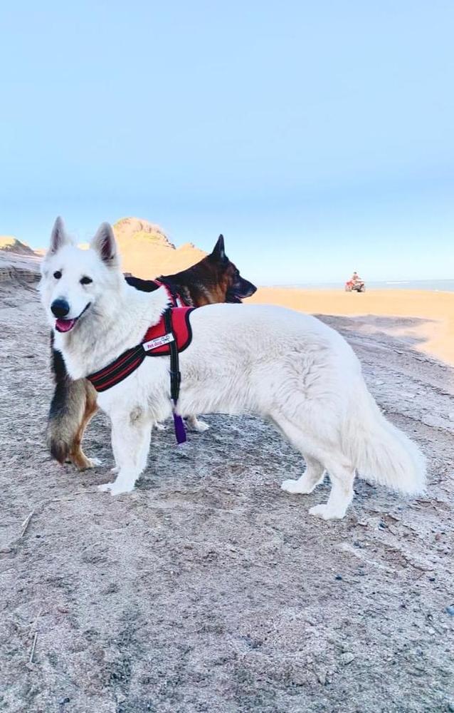 LEONIDAS OF SPARTA Mountain Wolves | White Swiss Shepherd Dog 