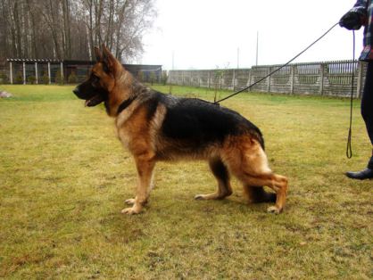 JESSICA Marko Carras | German Shepherd Dog 