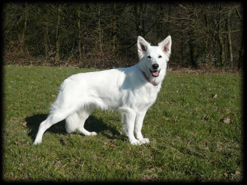 Sina von der Weißen Wolke | White Swiss Shepherd Dog 