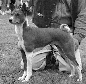 Faraoland Nile Wild Bambuti | Basenji 