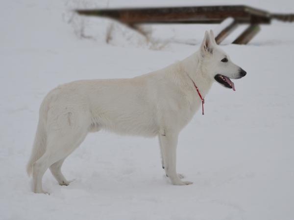 Azur Iz Sozvezdiya Snezhnih Psov | White Swiss Shepherd Dog 