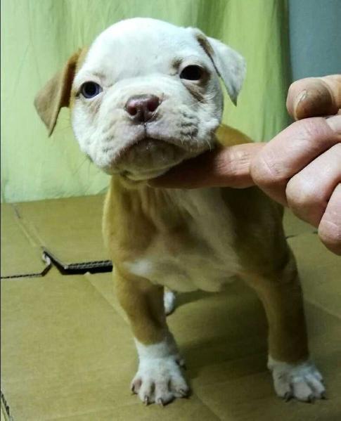 The Guardian Bull TEREMUN | American Bulldog 