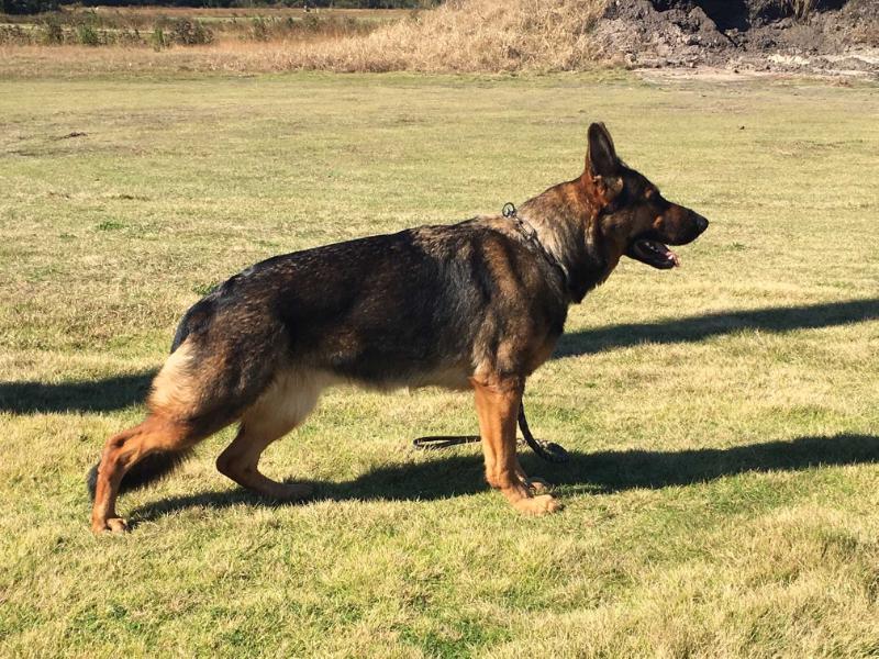 Yana vom Walzer Ursprung | German Shepherd Dog 