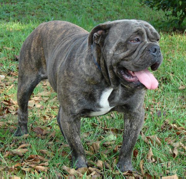 Nunley's Ghost Rider | Olde English Bulldogge 