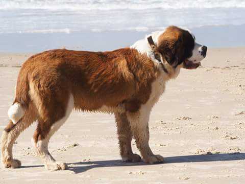 Kahikatea Wild Rose | Saint Bernard 