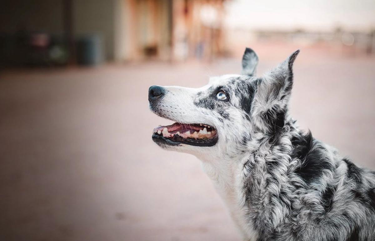 Pepper ABC 330742 | Border Collie 