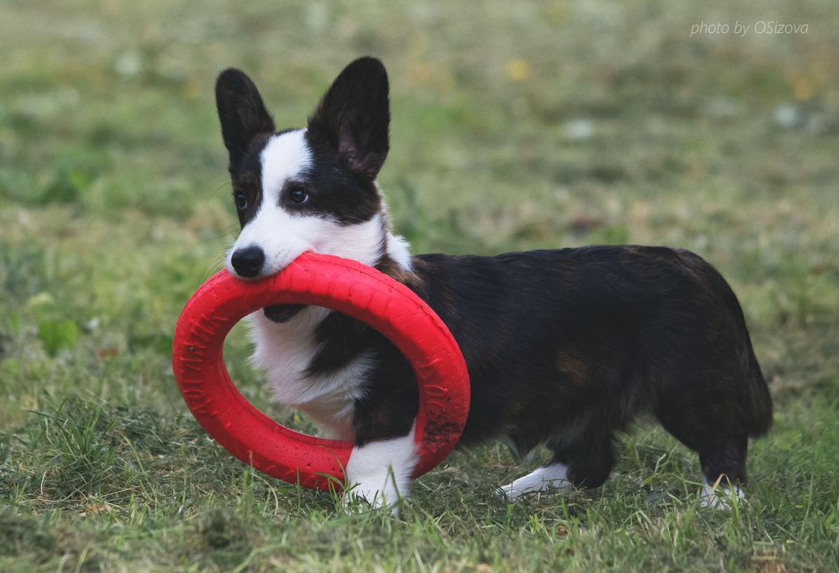 Corgi na Volge Make Me Happy | Cardigan Welsh Corgi 