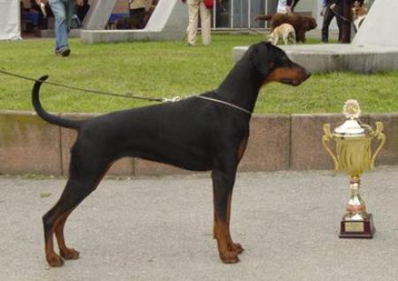 Eika v. Klingbach | Black Doberman Pinscher