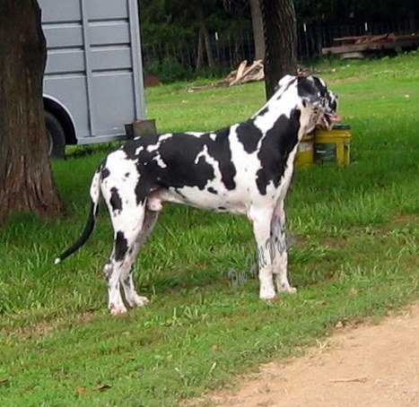 Baldi Du Pays Ultramarine | Great Dane 