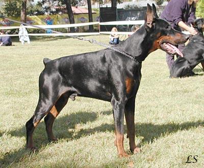 Como Jivono di Matario | Black Doberman Pinscher