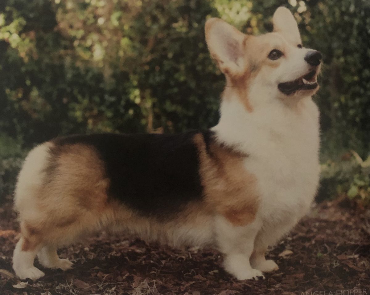 Stepaside Break My Wallet | Pembroke Welsh Corgi 