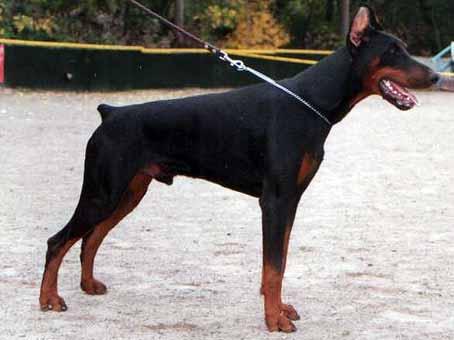 Smart Wood Hills Tiberiy | Black Doberman Pinscher