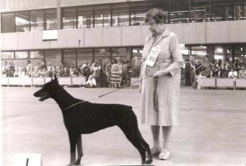 Gravin Happy v. Neerlands Stam (NHSB 1307884) | Black Doberman Pinscher