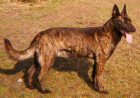 Rocco Mulder | Dutch Shepherd 