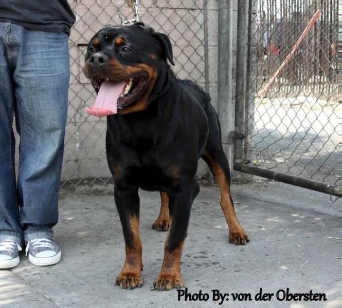 Bruno Von Der Obersten | Rottweiler 