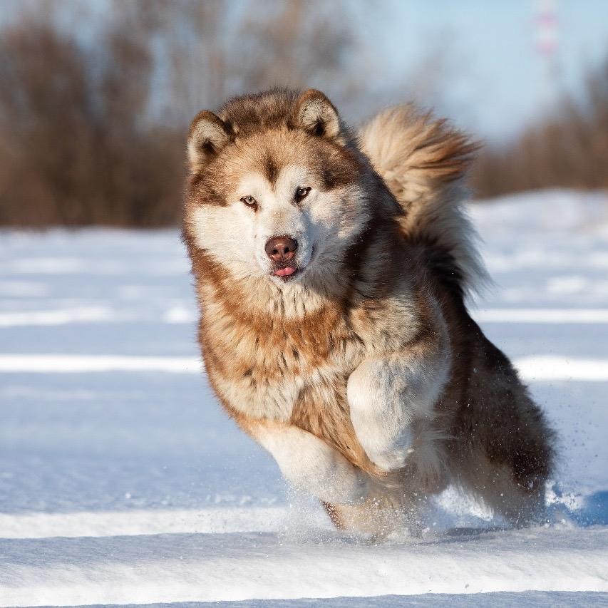 Athabaski Khan Vulli Bear | Alaskan Malamute 