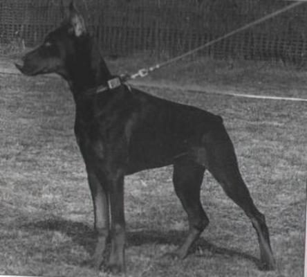 Baruffa del Citone | Brown Doberman Pinscher