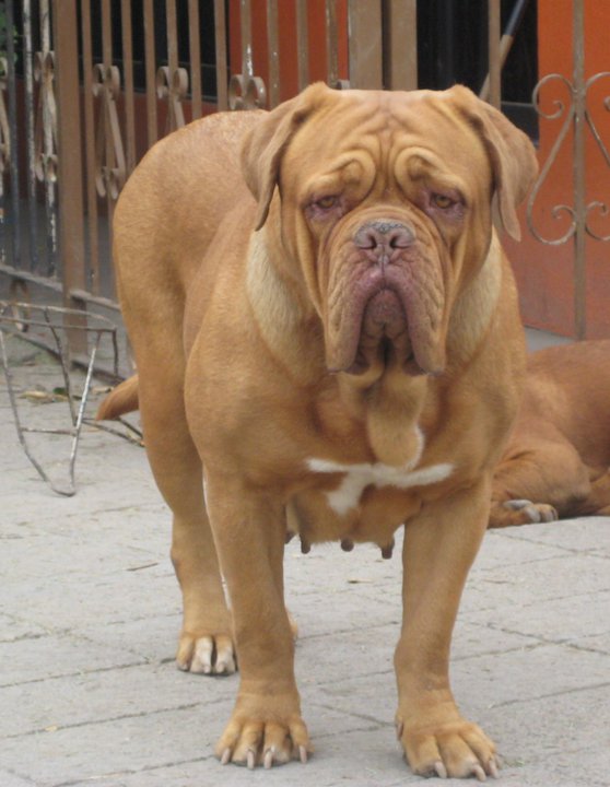 LORNHA DEL MARQUEZ | Dogue de Bordeaux 