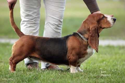 ?????? ?? ????????? ?????? | Basset Hound 