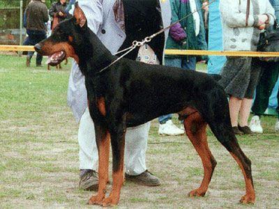 Cezanne del Citone | Black Doberman Pinscher