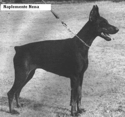 Naplemente Nena | Black Doberman Pinscher