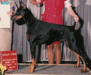 Marienburg's Blackstone | Black Doberman Pinscher