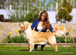 CHIQUITITA DE RIA VELA | Golden Retriever 